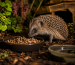 what to feed a hedgehog