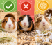 Guinea Pig Bedding