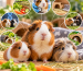 How Long Do Guinea Pigs Live?